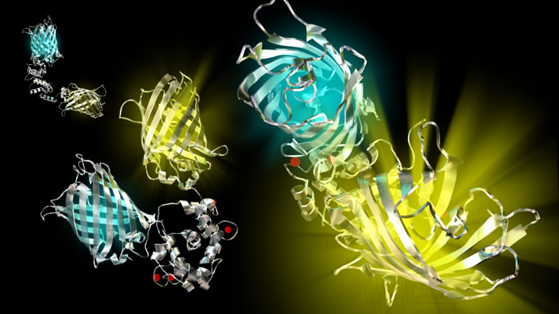 Fusion Protein Model