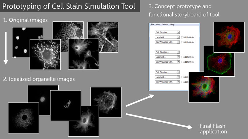 Cell Staining Simulation Tool - Stain Your Own Cell